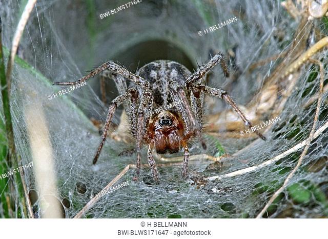 grass funnel-weaver, maze spider Agelena labyrinthica, sitting in its net
