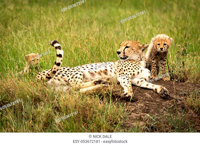 Cheetah and two cubs lie on mound