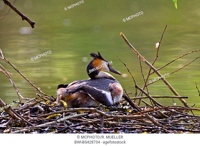 great crested grebe (Podiceps cristatus), sits on the nest breeding, Germany, Baden-Wuerttemberg