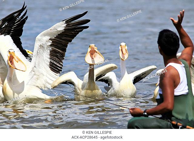 Fisherman throwing fish to American White Pelicans. Red River, Lockport, Manitoba, Canada