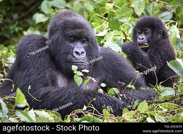 Mountain gorilla {Gorilla beringei} mother feeding with baby close to her. Member of the Hirwa group, Mgahinga National Park, Uganda, Africa