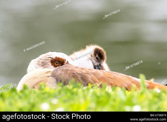 Egyptian goose (Alopochen aegyptiacus), adult bird with chicks, Hesse, Germany, Europe