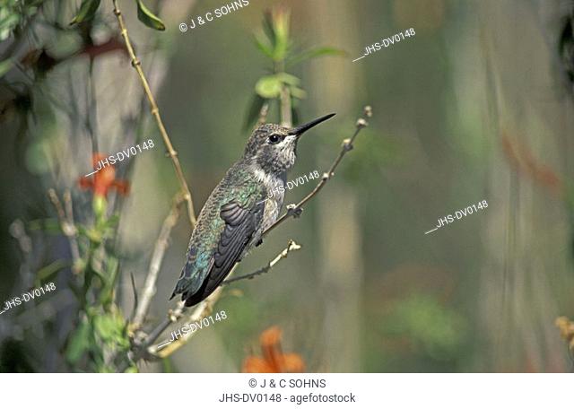 Anna`s Hummingbird, Calypte anna, Sonora Desert, Arizona, USA, adult female