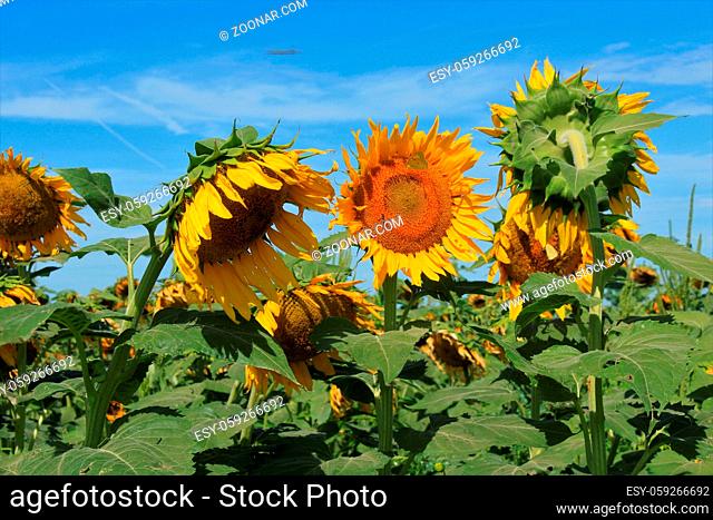 A shot of bright Yellow Sunflowers in a farm field with green leaves and blue sky that's south of Sterling Kansas USA out in the Country