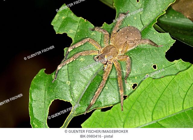 Brazilian Wandering Spider or Banana Spider, Phoneutria genus, spider family Ctenidae, Tambopata Nature Reserve, Madre de Dios Region, Peru