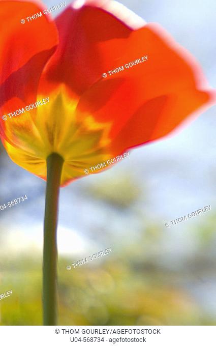 Tulip in soft focus