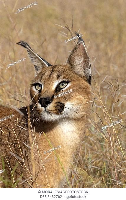 Caracal (Caracal caracal), Occurs in Africa and Asia, Adult animal, Male, Walking in savanah, Captive