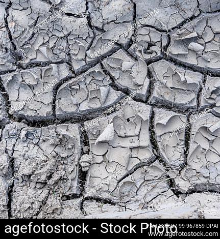 03 June 2023, Schleswig-Holstein, Barkhorst: Dry soil has cracked into cracked clods on the surface of a canola field. Photo: Markus Scholz/