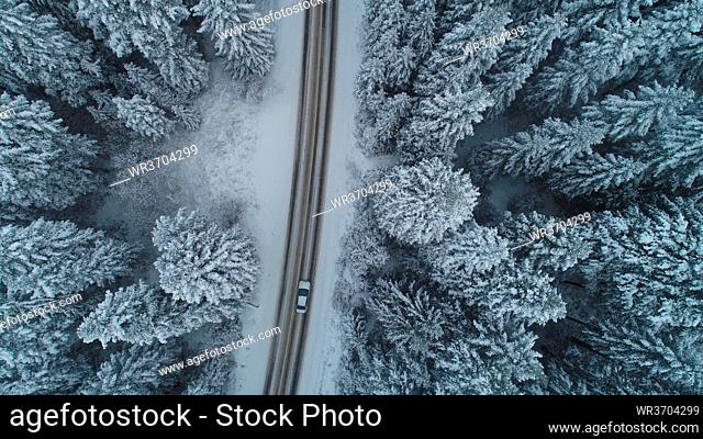curvy country road in winter season with fresh snow on pin tree forest