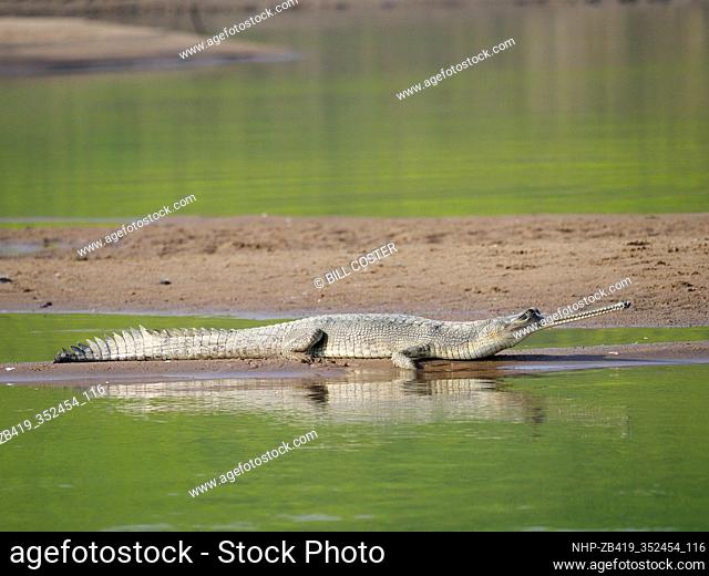 Gharial - on river bank Gavialis gangeticus Rajasthan, India RE000365
