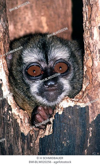 douroucouli, night monkey, humboldt's night monkey Aotus trivirgatus, locking out of his cave