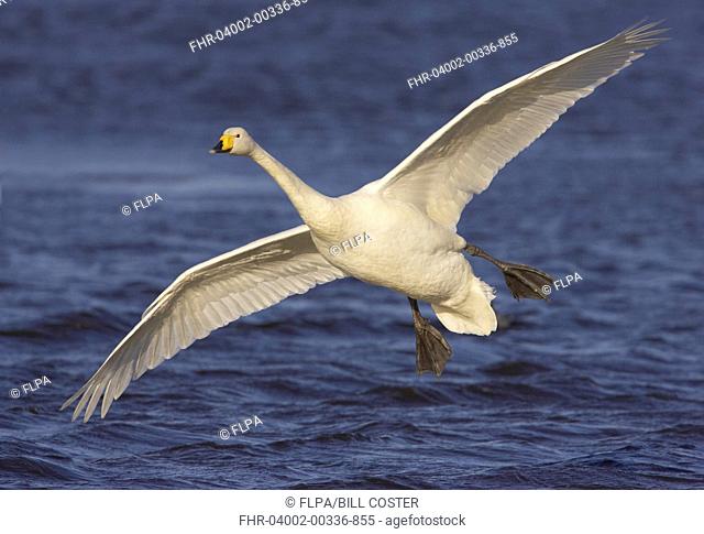 Whooper Swan Cygnus cygnus adult, in flight, landing on water, Welney W W T , Ouse Washes, Norfolk, England, winter