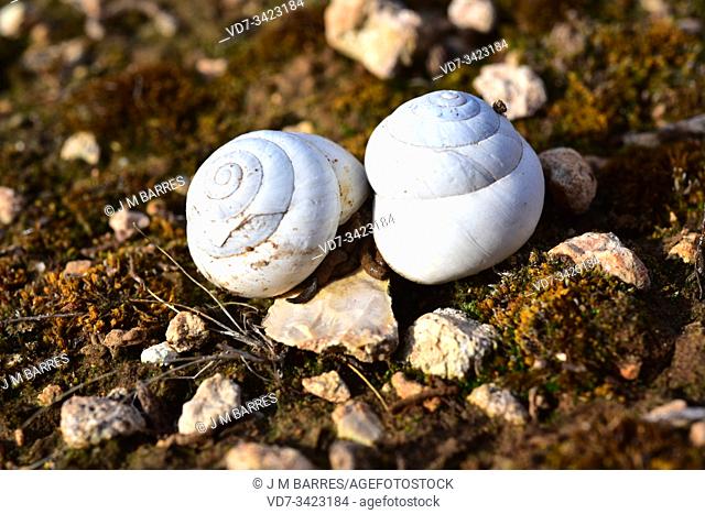 Caracol blanco, serrana or vaqueta (Iberus gualterianus alonensis) is a terrestrial snail endemic to eastern Spain. Copula