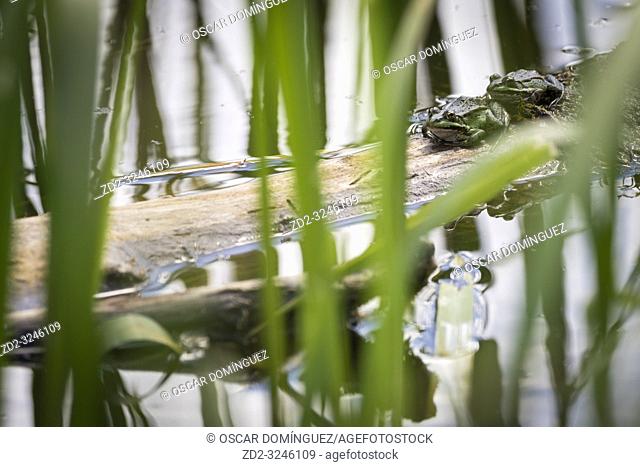 Two Marsh Frog (Pelophylax ridibundus) in pond habitat. Latvia
