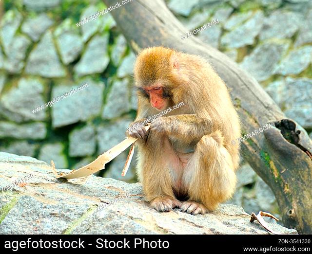 Monkey eats piece of bark