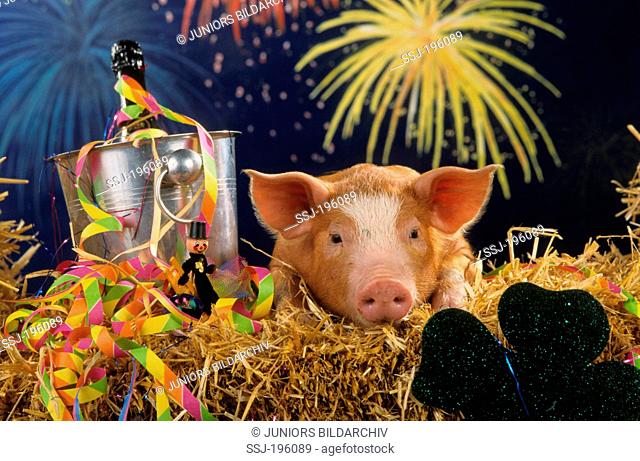 Domestic Pig Piglet with paper streamers, champagne cooler and chimney sweep in straw Germany