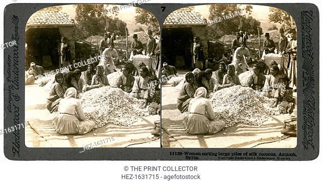 Women sorting large piles of silk cocoons, Antioch, Syria, 1900s. Stereoscopic slide