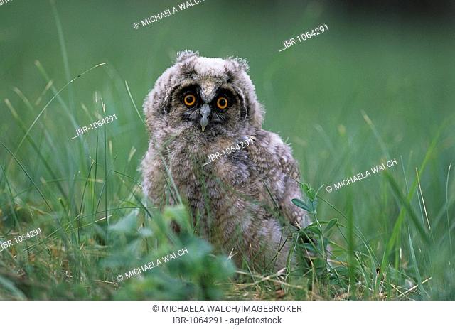 Long-eared Owl (Asio otus), young bird in a meadow