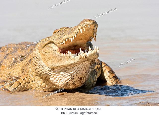 Nile crocodile (Crocodylus niloticus) feeding on the edge of the water hole, Tshukudu Game Lodge, Hoedspruit, Greater Kruger National Park, Limpopo Province