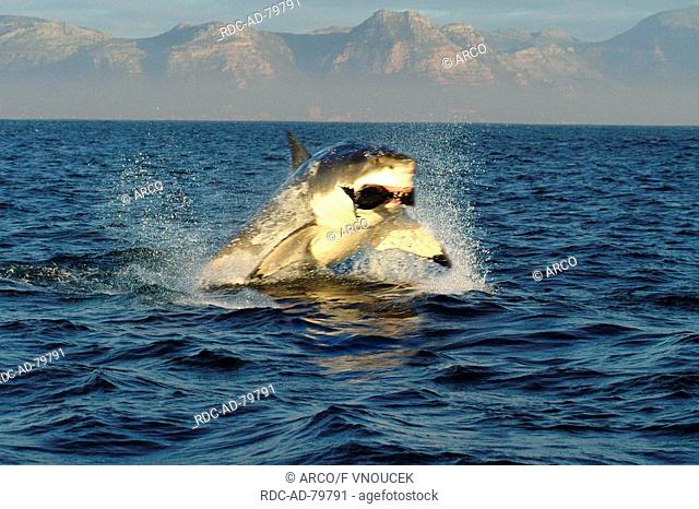 Great White Shark hunting seal Dyer Island South Africa Carcharodon carcharias