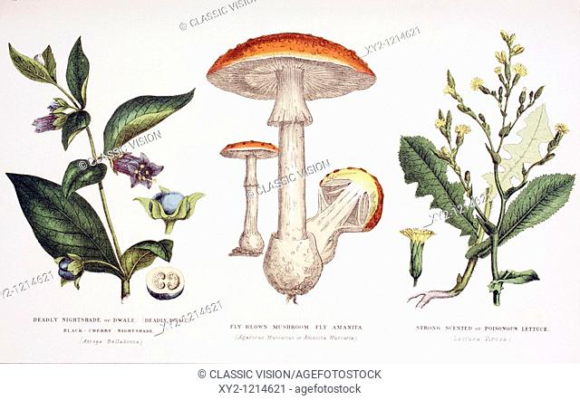 Common poisonous plants  Left to right: Deadly Nightshade Atropa Belladonna, Fly Blown Mushroom or Fly Amanita Agaricus Muscarius or Amanita Muscaria