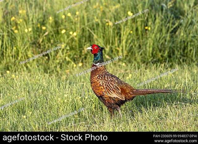 09 June 2023, Schleswig-Holstein, Maasholm: A male pheasant walks across a meadow in the nature reserve ""Schleimündung""