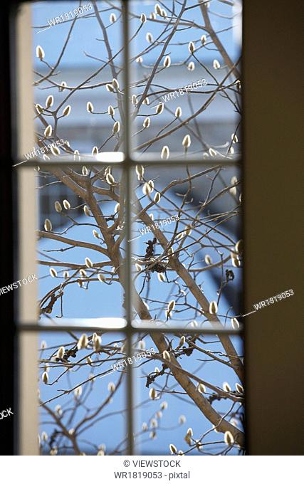Yulan tree outside the window