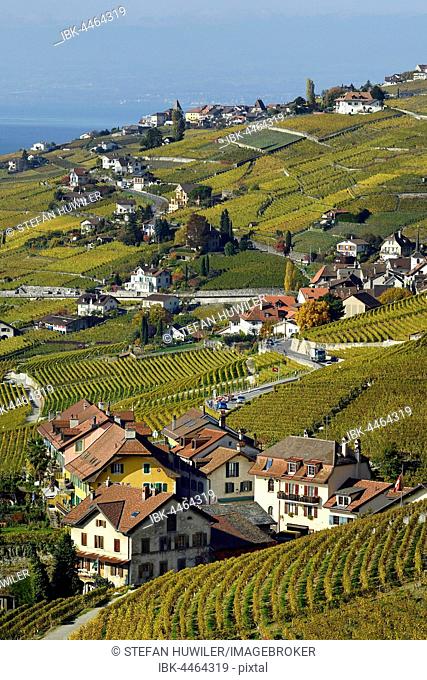 Vineyards in autumn with view of winemaking villages Epesses and Riex, Lavaux, Canton of Vaud, Switzerland