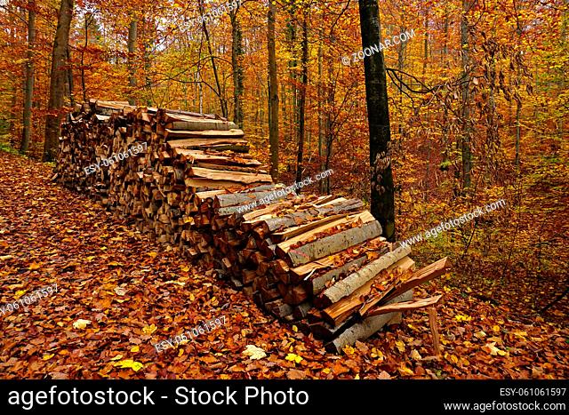 Holzstapel im Herbstwald, wood pile in the autumn forest
