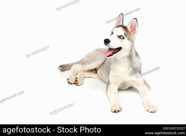 Beautiful siberian husky puppy dog. Isolated on white background. Copy space