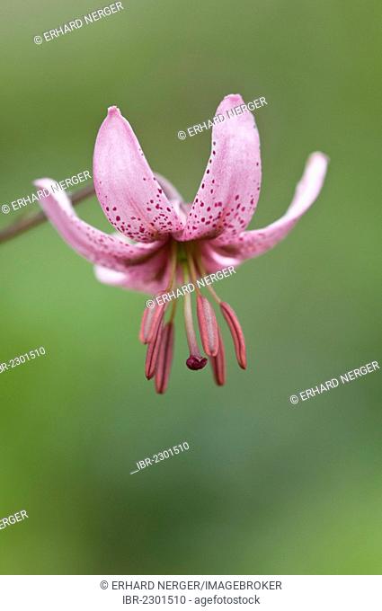 Martagon or Turk's cap lily (Lilium martagon), Haren, Emsland region, Lower Saxony, Germany, Europe