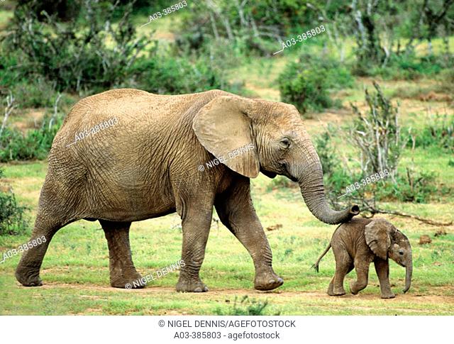 African elephants (Loxodonta africana) mother and baby. Addo Elephant National Park. South Africa