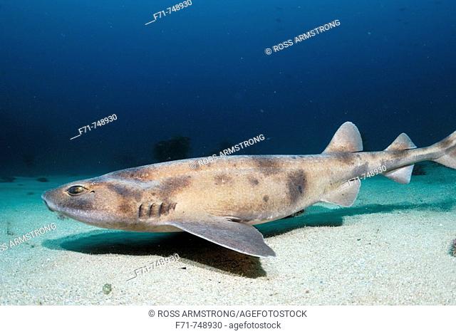 Carpet shark (Cephaloscylium isabellum). Poor Knights Islands, New Zealand. South Pacific Ocean