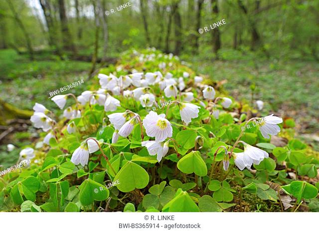 common wood sorrel, wood-sorrel, Irish shamrock (Oxalis acetosella), blooming on forest ground, Germany, Hesse