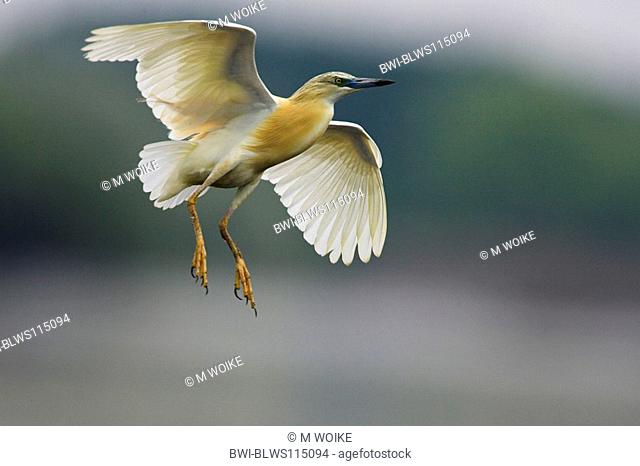Squacco heron Ardeola ralloides, flying, landing, Greece, Macedonia
