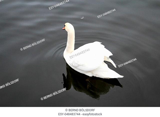 Portrait of a swan