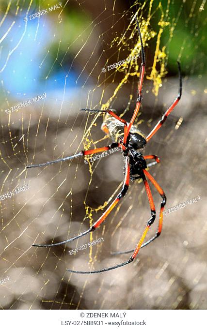 Golden silk orb-weaver, Giant spider on web. Nosy Mangabe island, Toamasina province, Madagascar wildlife and wilderness