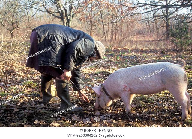 SUS SCROFA DOMESTICAPIGFRANCE - PERIGORDMARTHE AND PIG TITINE SEARCHING FOR TRUFFLES