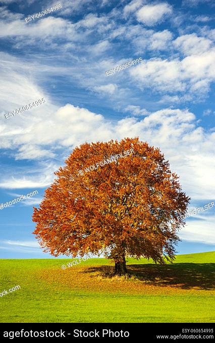 single big beech tree at autumn