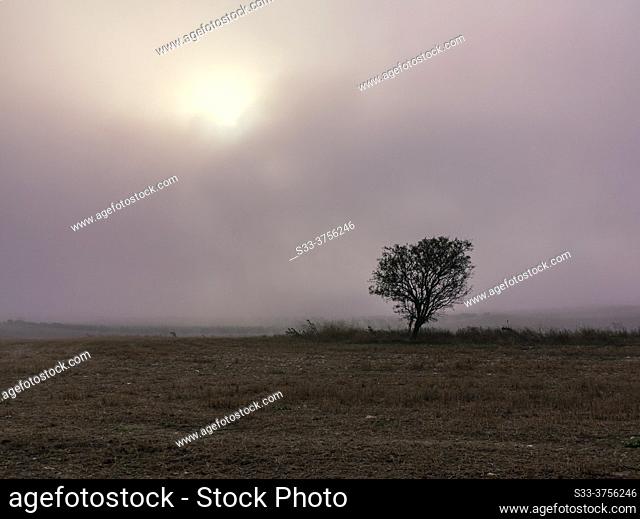 Almond tree alone and fog in the country of Pinto. Madrid. Spain. Europe