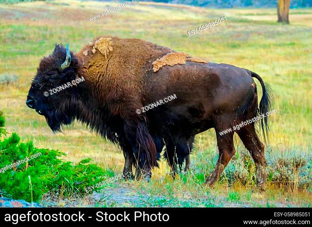 A portrait shot of buffalo in the green pasture of the well known national park