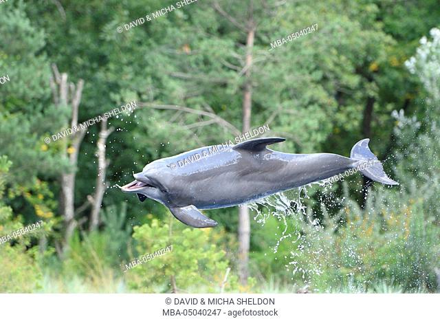 Bottlenose dolphin, Tursiops trunningcatus, side view, jumping