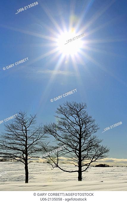 Two trees on a snow covered hill in winter with the sun behind them