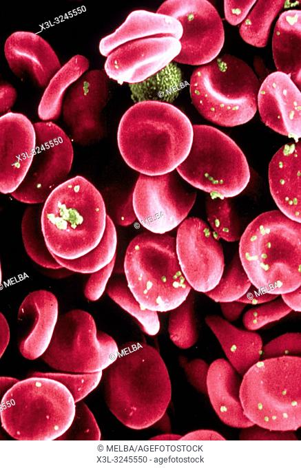 Red Blood Cells. Scanning electron microscope
