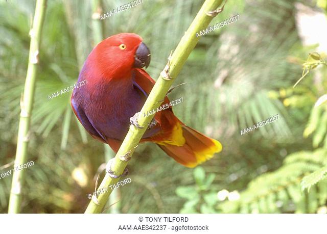 Eclectus Parrot (Eclectus roratus), female