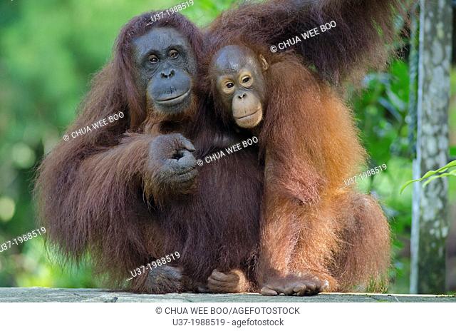 Orang utan mother and child. Semengoh Wildlife Centre, Sarawak, Malaysia