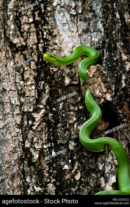 Thailand, green cat snake, Boiga cyanea