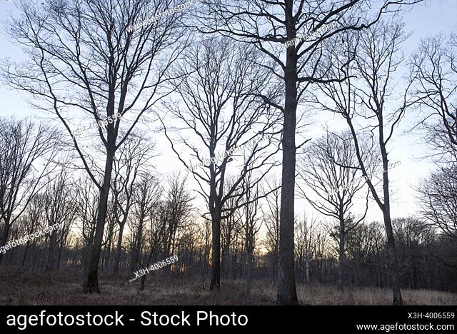Bare oaks in winter, Forest of Rambouillet, Haute Vallee de Chevreuse Regional Natural Park, Yvelines department, Ile-de-France region, France, Europe