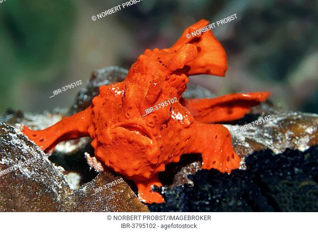 Painted Frogfish or Painted Anglerfish (Antennarius pictus), UNESCO World Heritage Site, Great Barrier Reef, Australia, Pacific Ocean