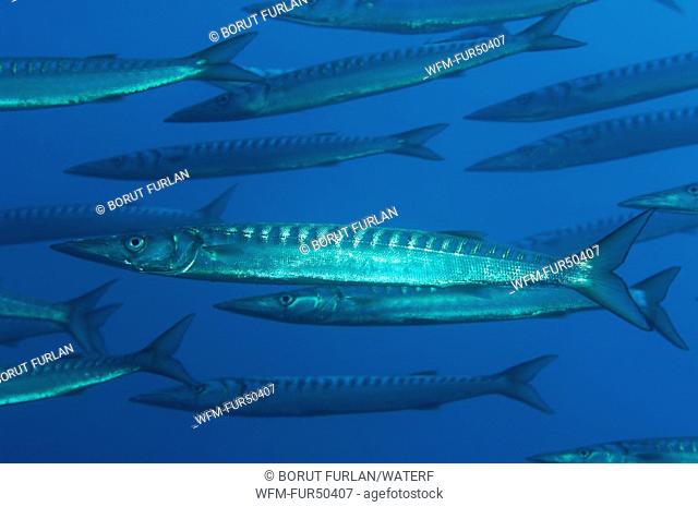Schooling Striped Barracudas, Sphyraena viridensis, Port-Cros Island, Hyeres, Cote d'Azur, France